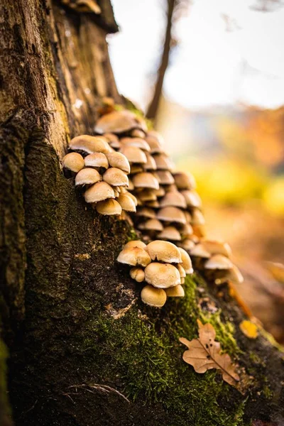 Vertical Shot Honey Mushrooms Tree Forest Blurred Background — Stock Photo, Image