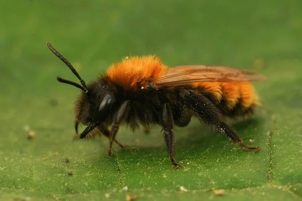 安德里娜 富拉娃坐在绿叶上 在一只色彩艳丽的红黑相间的毛茸茸的雌性黄褐色采矿蜜蜂的特写特写 — 图库照片
