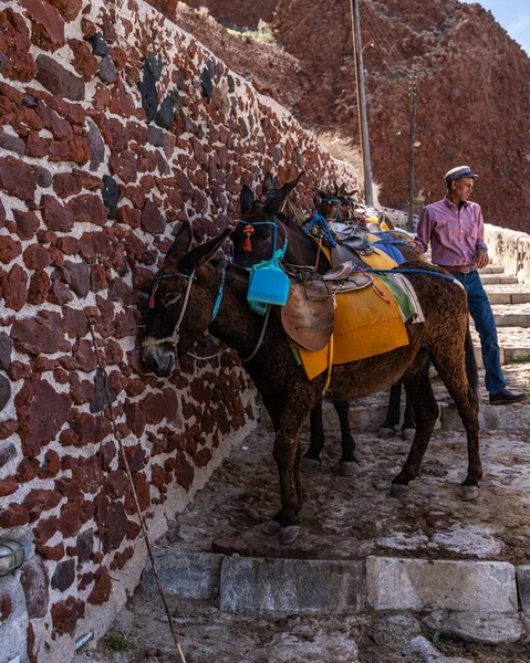 Eine Vertikale Aufnahme Von Eseln Die Santorin Als Taxis Genutzt — Stockfoto