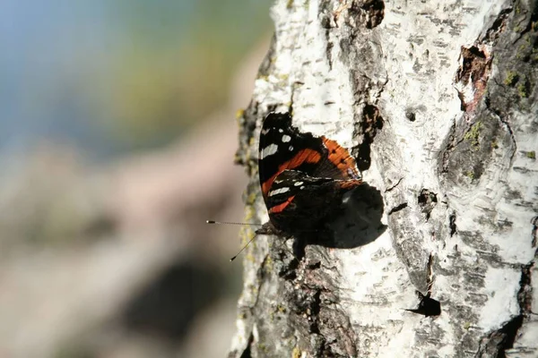Makro Ujęcie Małego Motyla Drzewie Rozmytym Tle — Zdjęcie stockowe