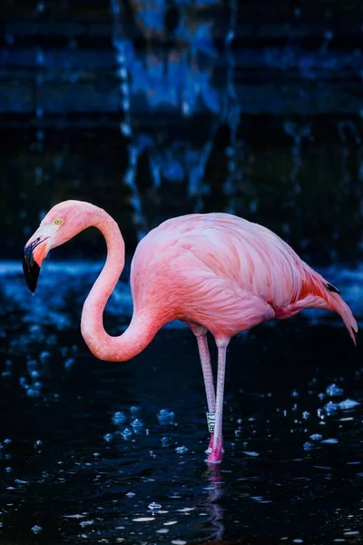 Close Vertical Belo Flamingo Americano Rosa Phoenicopterus Ruber Lago — Fotografia de Stock