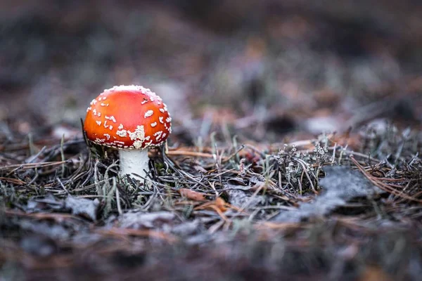 Egy Közeli Kép Egy Gombáról Erdőben Homályos Háttérrel — Stock Fotó