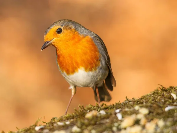Bulanık Turuncu Bir Arka Planda Küçük Şirin Bir Robin Redgöğüs — Stok fotoğraf
