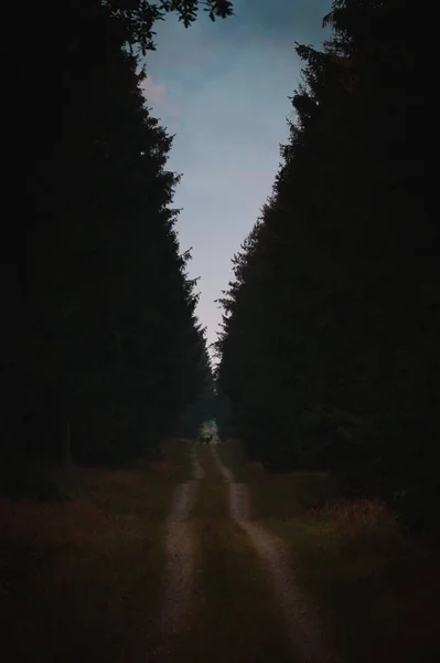 Vertikální Lesní Stezka Obklopená Hustými Listnatými Lesy Zachycenými Večerní Tmě — Stock fotografie
