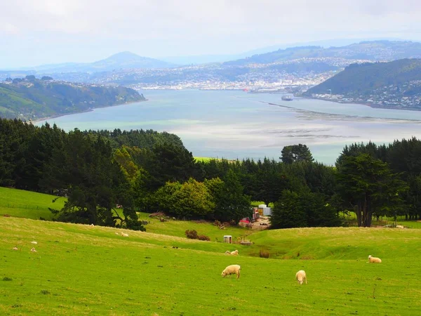 Beautiful Landscape Green Meadow Grazing Sheep — Stock Photo, Image