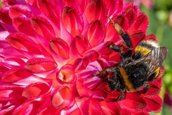 Μακροσκοπική Άποψη Μιας Μέλισσας Που Συλλέγει Γύρη Από Ένα Όμορφο — Φωτογραφία Αρχείου