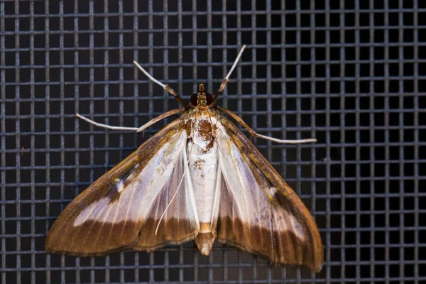 一只箱形树蛾Cydalima Spectalis在网上的俯瞰特写 — 图库照片