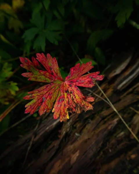 Μια Κάθετη Λήψη Ενός Κόκκινου Φθινοπωρινού Φύλλου Στο Δέντρο — Φωτογραφία Αρχείου