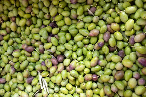 在收获季节 一堆新鲜收获的有机绿色西班牙橄榄的顶照 — 图库照片