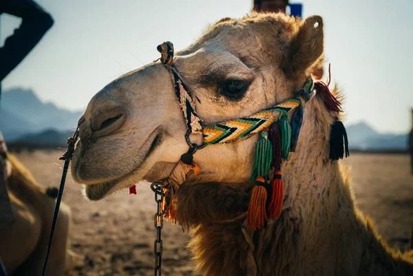 Primer Plano Una Cara Camello Egipto — Foto de Stock