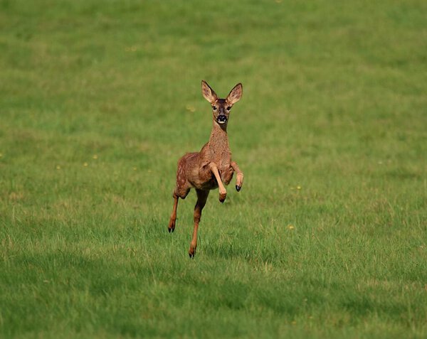 A brown Capreolus standing in greenery field