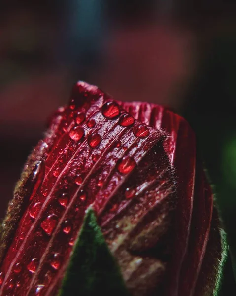 Вертикальний Макрос Крапель Води Краплі Червоній Поверхні Рослини Розмитому Фоні — стокове фото