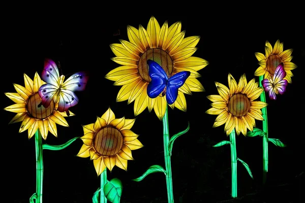 在堪萨斯城动物园举行的Glowild夜间活动中 闪亮的蝴蝶和向日葵 — 图库照片