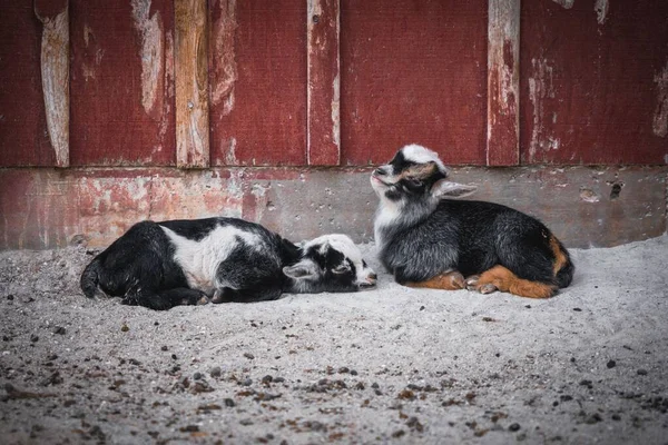 Duas Cabras Sentadas Chão Livre Fazenda Descansando — Fotografia de Stock