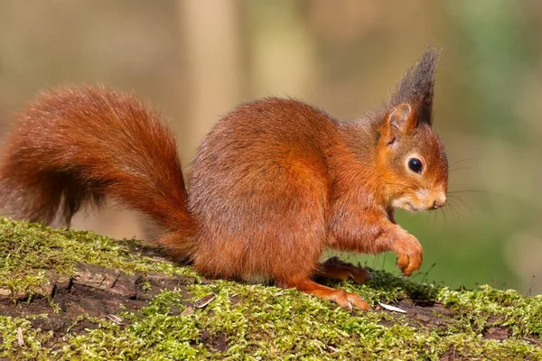 Nahaufnahme Eines Roten Eichhörnchens Das Auf Der Grünen Wiese Sitzt — Stockfoto