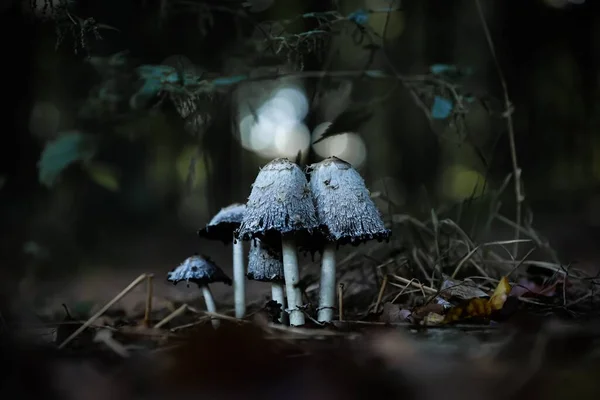 Plan Macro Petits Champignons Psilocybe Cubensis Dans Une Forêt Avec — Photo
