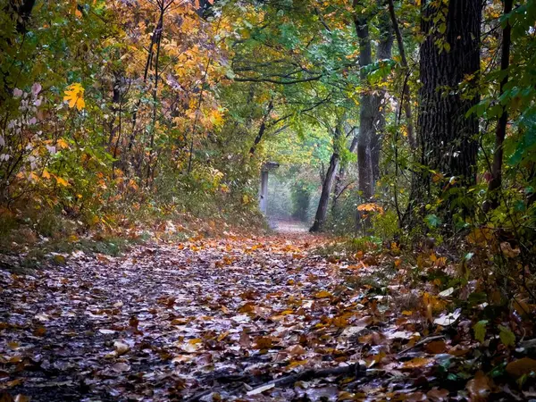 Een Natuurlijk Uitzicht Herfstbladeren Het Bospad — Stockfoto