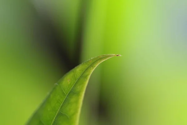 Ένα Κοντινό Πλάνο Ενός Πράσινου Φύλλου Αιχμηρή Άκρη Ένα Θολό — Φωτογραφία Αρχείου