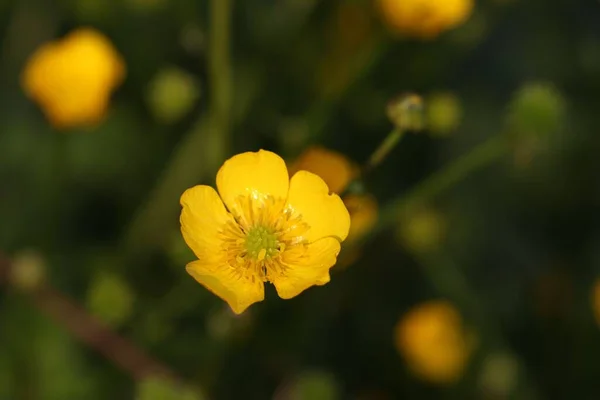 Tiro Close Buttercup Folhas Aipo Amarelo Jardim Luz Dia Fundo — Fotografia de Stock