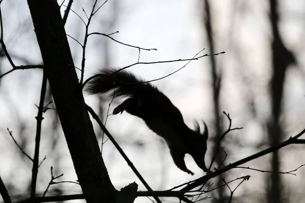 Silhueta Esquilo Vermelho Bonito Com Uma Cauda Fofa Saltando Sobre — Fotografia de Stock