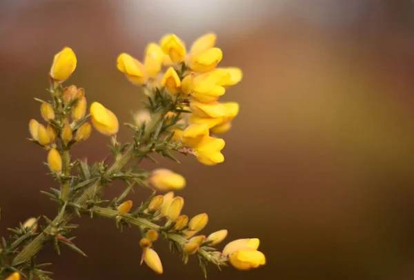 一朵盛开的黄花的特写 — 图库照片