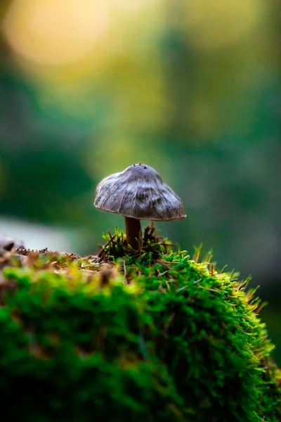 Vertical Macro Shot Small Shrooms Psilocybe Cubensis Forest Blurred Background — Stock Photo, Image
