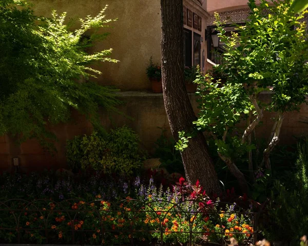 晴れた日の庭のカラフルな花 — ストック写真