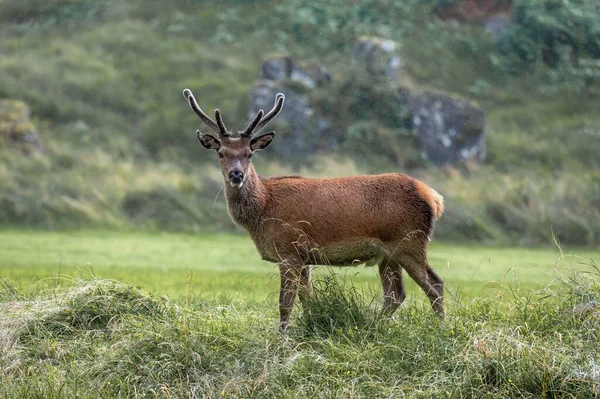 鹿角在英国农村田里吃鹿角的大红鹿 — 图库照片