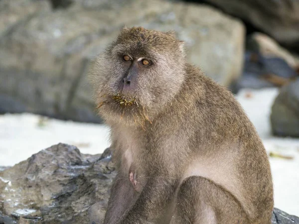 Tiro Perto Macaco Selvagem Rua Cercado Por Pedras — Fotografia de Stock
