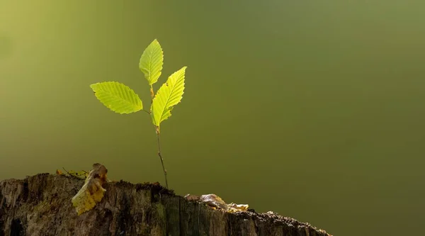 Lovitură Closeup Unui Germeni Care Crește Din Copacul Vechi — Fotografie, imagine de stoc