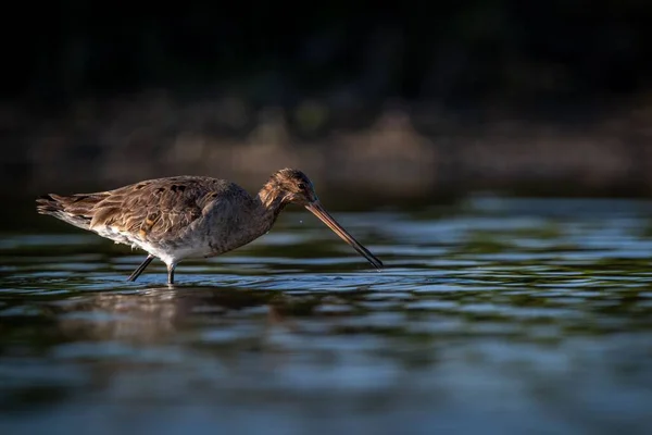 Een Eenzame Waadvogel Met Zwarte Staart Een Ondiep Moerasmeer Nederland — Stockfoto