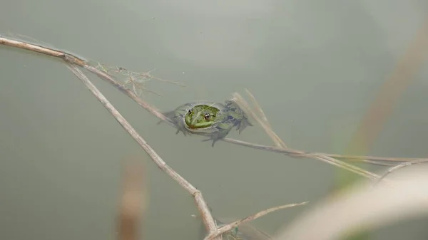 汚れた水の中で緑のヒキガエルのクローズアップショット — ストック写真