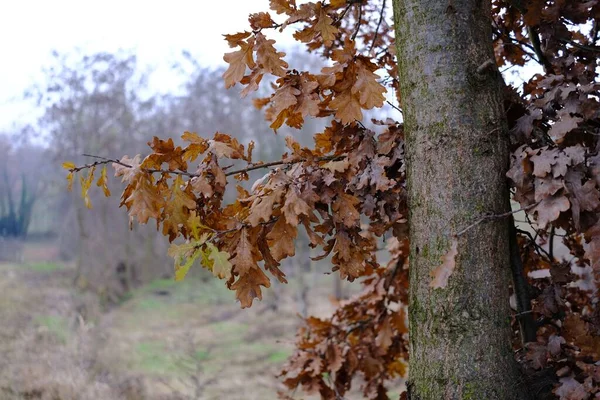 一棵长着褐色叶子的秋天树 — 图库照片