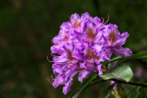Hermoso Primer Plano Una Planta Rhododendron Púrpura — Foto de Stock