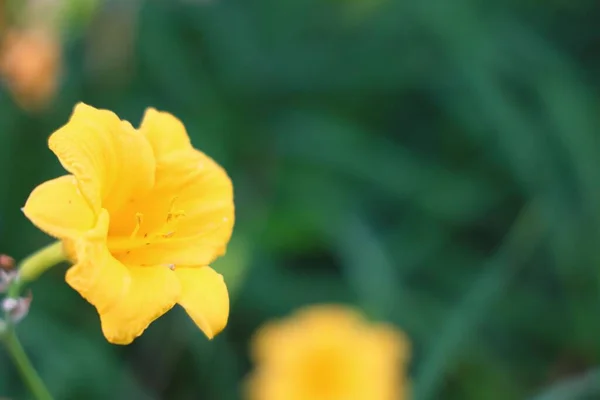 Close Único Daylily Amarelo — Fotografia de Stock