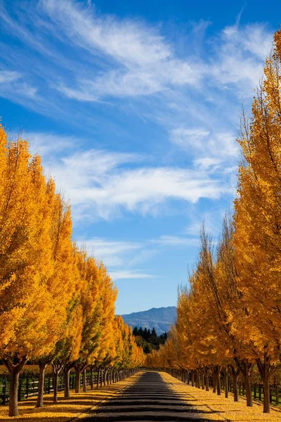 Ein Schöner Blick Auf Gelbe Ginkgobäume Napa Valley Kalifornien — Stockfoto