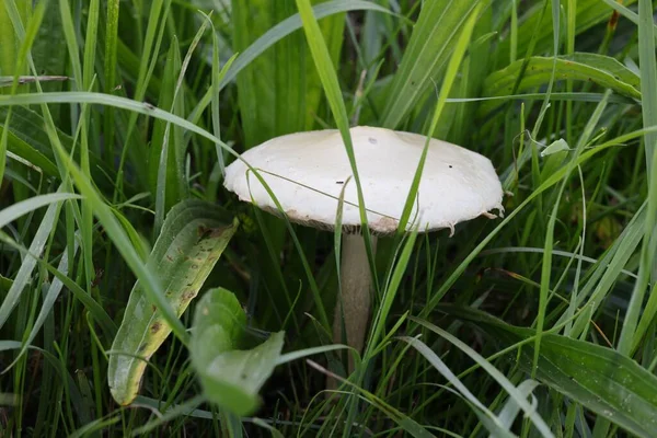 Tiro Close Cogumelo Branco Crescendo Entre Grama Uma Floresta — Fotografia de Stock