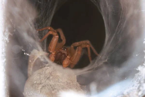 Nahaufnahme Einer Gruseligen Spinne Die Ein Netz Webt — Stockfoto