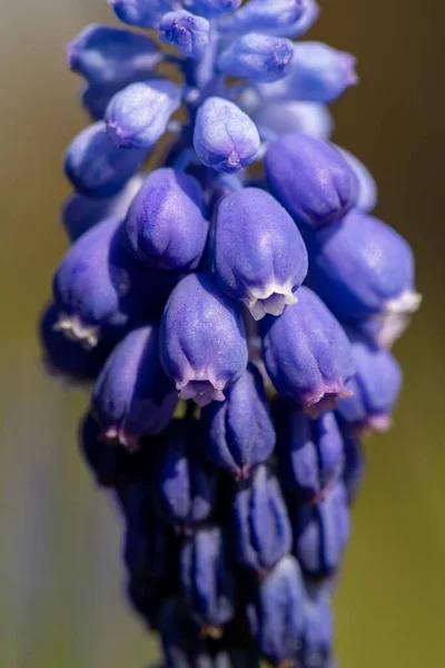 Ein Vertikales Makro Der Gewöhnlichen Traubenhyazinthe Muscari Botryoides Knollenblütenpflanze — Stockfoto