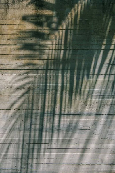 Μια Κάθετη Λήψη Σκιών Ενός Τροπικού Φοίνικα Στον Τοίχο — Φωτογραφία Αρχείου