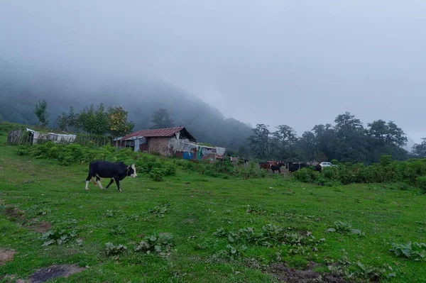 Eine Schöne Aufnahme Von Kühen Die Einem Ländlichen Nebeltal Kreis — Stockfoto