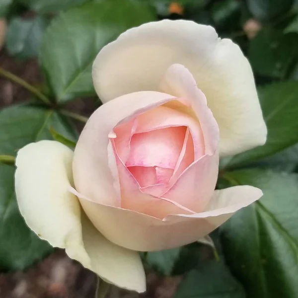 Селективный Фокус Розового Розового Цветка — стоковое фото