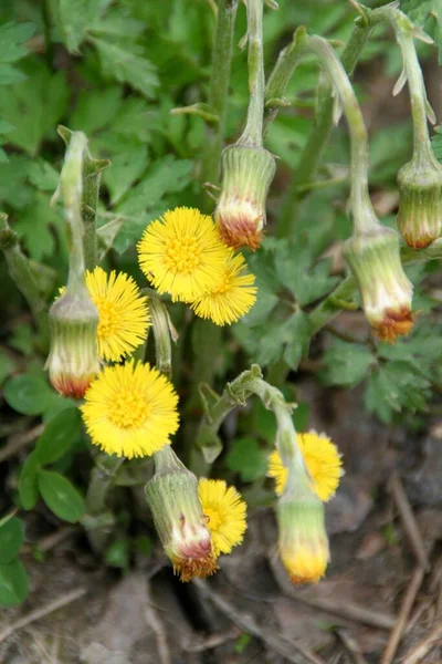 Bulanık Arkaplanda Sarı Karahindiba Çiçeklerinin Dikey Yakın Çekimi — Stok fotoğraf