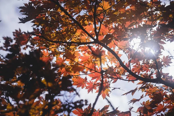 Låg Vinkel Skott Röda Lönn Träd Löv Mot Himlen — Stockfoto