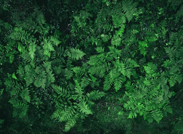 在森林里捕获的绿色蕨类叶子的顶部视图 — 图库照片