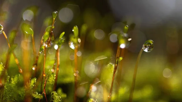 Неглибокий Фокус Падає Води Красиві Зелені Рослини Лісі Дощовий День — стокове фото