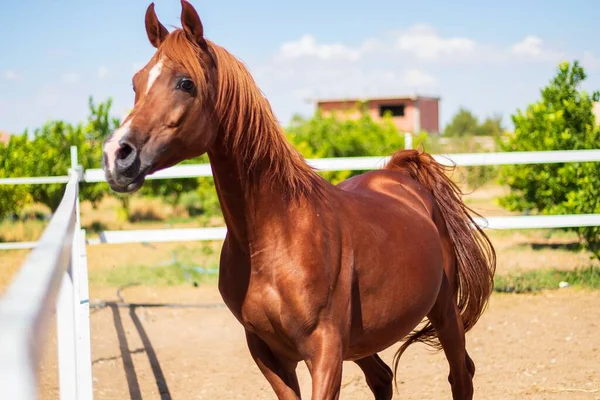 Primo Piano Cavallo Arabo Bruno Una Stalla All Aperto Una — Foto Stock