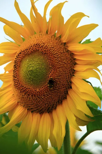 Ένα Φωτεινό Κίτρινο Ηλιοτρόπιο Πράσινα Φύλλα Μια Ηλιόλουστη Μέρα Και — Φωτογραφία Αρχείου