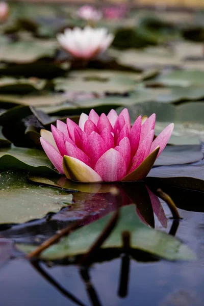 Gros Plan Vertical Une Jolie Fleur Lotus Rose Dans Étang — Photo
