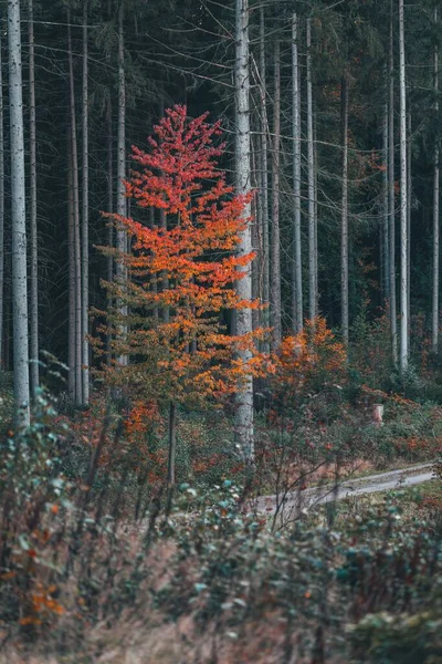 Ein Winziger Bunter Baum Straßenrand Herbst Senkrecht — Stockfoto